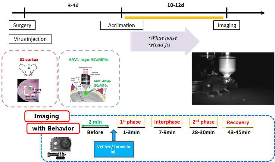 각성상태 두뇌고정 마우스 통증 행동 모션트래킹 동시 대뇌피질 In vivo two-photon 칼슘 이미징법 프로토콜