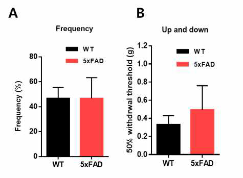 5xFAD 모델에서 기계적 통증에 대한 민감성 차이 확인 (A, B) von fray filament 크기에 대해 통증반응을 나타내는 역치(threshold)를 비교하였을 때, 대조군에 비해 별다른 차이를 보이지 않았음. (C, D) 통증반응을 나타낸 빈도 수를 비교한 결과, 대조군에 비해 별다른 차이를 보이지 않았음