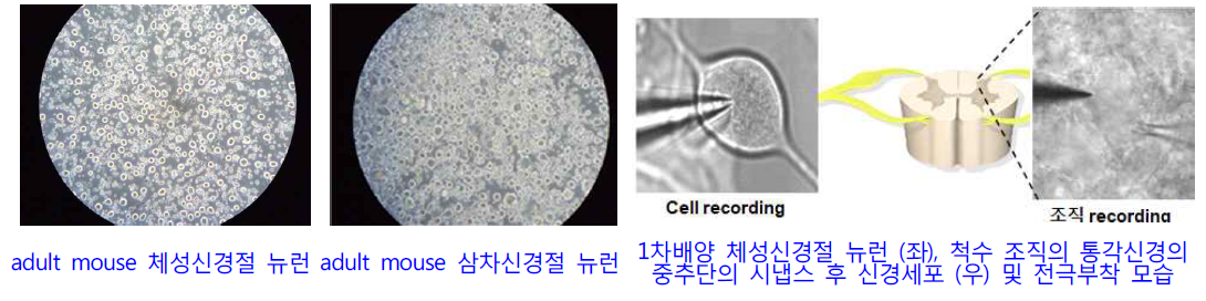 입력신경망 뉴런 1차배양 플랫폼 가동 및 조직 수준의 patch clamp recording 기술 수립