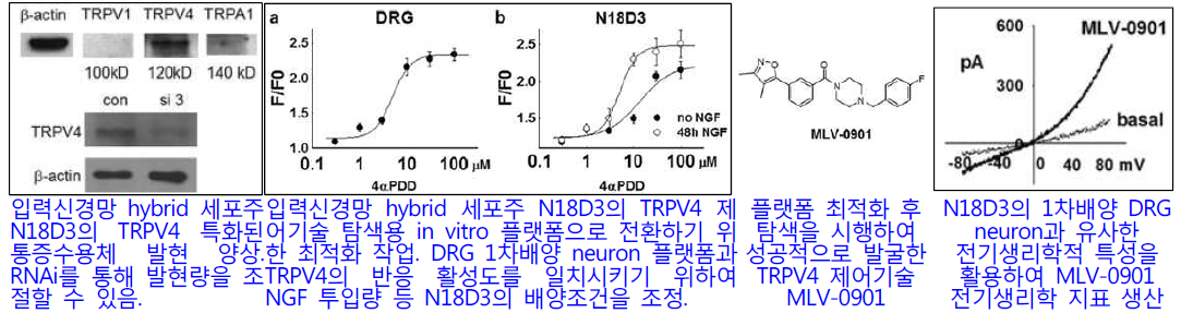 입력신경망 hybrid 세포주 플랫폼 가동 및 최적화를 통한 통증수용체 TRPV4 제어기술 발굴