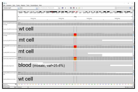clonal line 의 whole-genome sequencing으로부터 찾은 somatic mutation의 IGV plot