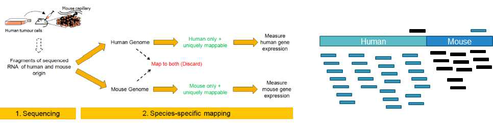 PDX 유전체 데이터에서 사람 종양과 마우스 미세환경 데이터의 분리