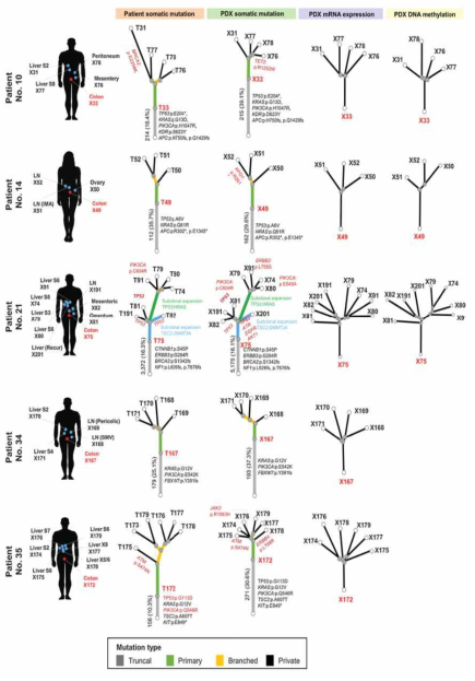 원발암과 전이암 및 PDX 조직의 evolution process