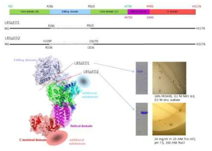 LRS dED1과 dED2 construct의 입체적 모델과 정제 그리고 결정체
