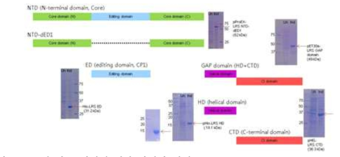 LRS의 각 도메인에 대한 발현과 정제