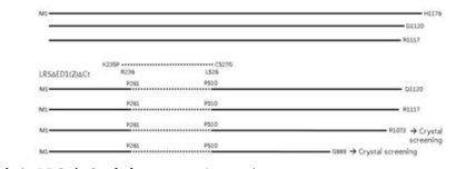 LRS의 C-말단 truncated proteins