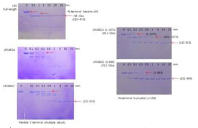 Proteolytic cleavage of LRS by trypsin