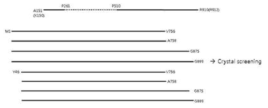 LRS constructs with truncation at the N- and C-terminus