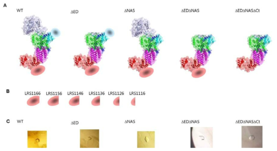 LRS constructs와 crystals (A) Full-length와 각종 도메인 제거된 LRS. (B) C-말단의 마지막 1176번째 아미노산부터 10씩 제거한 construct를 (A)의 각 단백질에 대하여 제작. (C) (A)번 construct로부터 만들어진 결정체