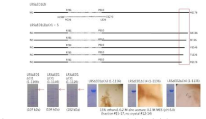 C-terminal truncated LRSdED의 발현과 결정화
