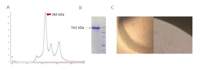 LRS 결정체 (A) Gel filtration profile, (B) purified LRS chimera, (c) LRS crystal