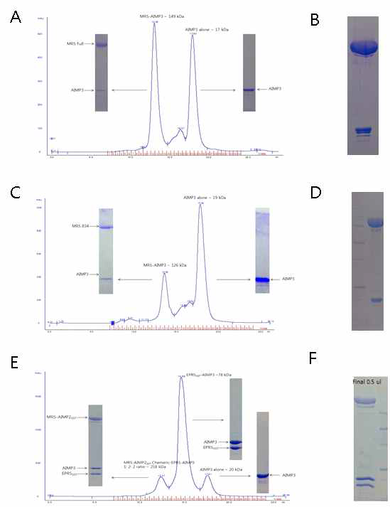 A~B. MRS Full length 와 AIMP3 FPLC 결과와 최종 단백질, C~D. MRS 834와 AIMP3 FPLC 결과와 최종 단백질, E~F. MRS-AIMP2 GST domain chimeric construct 와 AIMP3, EPRS GST domain 의 FPLC 결과와 최종 단백질
