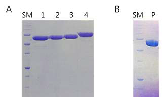 정제된 MRS 단백질. (A) MRS221-808 (68.1 kDa)(1), MRS221-821 (69.6 kDa)(2), MRS221-834 (70.7 kDa)(3), MRS221-900 (78.1 kDa)(4), size marker (SM). (B) MRS221-834 W518A mutant (70.7 kDa)(P) and size marker (SM)