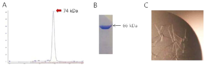 MRS 결정체 (A) Gel filtration profile, (B) purified MRS chimera, (c) MRS crystal