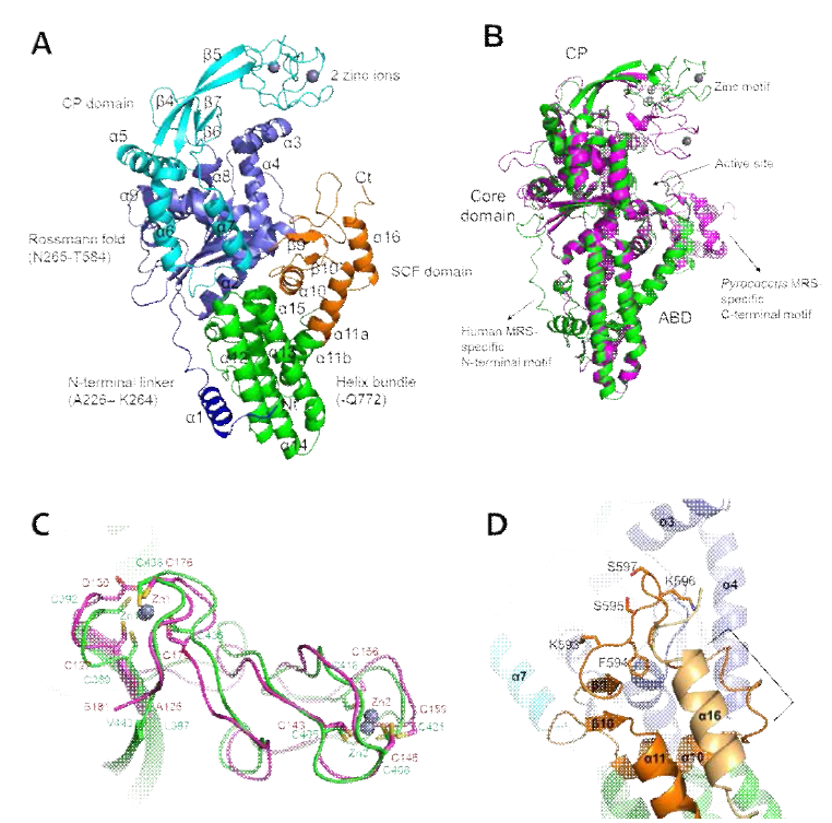 MRS structure. (A) 전체 구조의 ribbon diagram, (B) Pycococcus MRS 구조와 superimposition, (C) Zinc motif 구조를 Pycococcus MRS 구조와 비교, (D) SCF domain에 있는 KMSKS loop와 연결된 helical loop