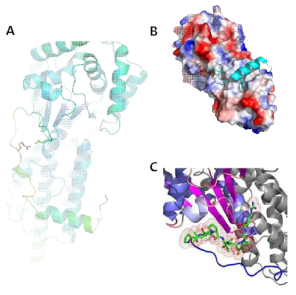 Human MRS에 specific한 N-terminal linker peptide. (A) High B-factor를 가진 loop region, (B) N-terminal alpha-helix가 ABD과 결합, (C) human specific linker peptide의 C-terminal part가 catalytic Rossman fold를 안정화시킴