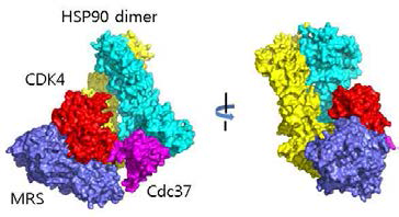 MRS-CDK4-HSP90-cdc37 complex model