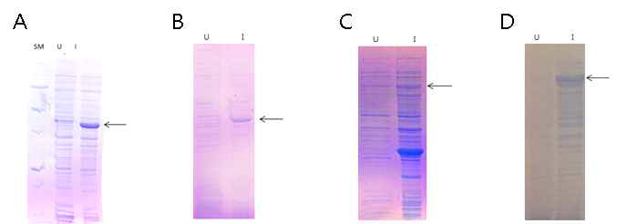 대장균에서의 CDK4 construct 의 단백질 발현 확인 SDS PAGE 사진. A. pET30a-CDK4 발현, B. pHIS-CDK4 발현, C. pGST-CDK4 발현, D, pMALhis-CDK4 발현. U : Uninduce, I : Induced