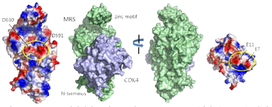 MRS-CDK4 복합체의 모델. MRS의 surface potential (맨왼쪽), MRS (녹색)과 CDK4 (slate)의 complex와 이의 180도 회전 (가운데), CDK4의 surface potential (맨오른쪽)