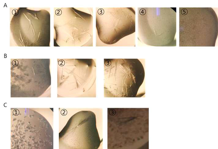 MRS crystals (A) MRS-FSMO cocrystallization. Crystallization of MRS in the crystallization solution (21% PEG8000, 0.1 M Tris-HCl (pH 8.0), 0.2 M MgCl2, 2 mM DTT) containing 0.5, 1, 1.25, 1.5, 2 mM FSMO (1~5). (B) MRS crystals (1) Crystallization of MRS-FSMO mixture at the condition of MRS221-834 containing 0.5 mM FSMO at the condition of 21% PEG8000, 0.1 M Tris-HCl (pH 8.0), 0.2 M MgCl2, 2 mM DTT with microseeding. (2) MRS221-834 at the condition of 21% PEG8000, 0.1 M Tris-HCl (pH 8.0), 0.2 M MgCl2, 2 mM DTT. (3) MRS221-834 W518A mutant at the same condition. Those crystals were soaked in the solution containing up to 10 mM FSMO. (C) MRS crystals from other crystallization conditions (1) MRS221-834 W518A at the condition of 20% PEG500MME, 10% PEG20,0000, 30 mM sodium nitrate, 30 mM sodium phosphate, 30 mM ammonium sulfate, 0.1 M imidazole (pH 6.5), (2) 15% PEG8000, 0.1 M MgSO4, 0.1 M Tris-HCl (pH 8.0), (3) MRS221-834 at the condition of 2 M ammonium sulfate, 0.2 M lithium sulfate, 0.1 M CAPS (pH 10.5)