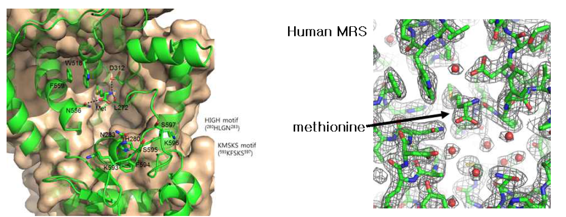 MRS의 methionine binding site. (왼쪽) MRS catalytic domain 부분의 분자 표면을 옅은 갈색으로 표시하고 이차구조를 녹색의 리본 그림으로 표시하였다. active site에 결합된 methionine과 주변의 주요 잔기의 side chain은 stick으로 표시하고 이들 사이의 수소결합은 검은 점선으로 표시하였다. (오른쪽) Active site에서 methionine의 electron density가 발견