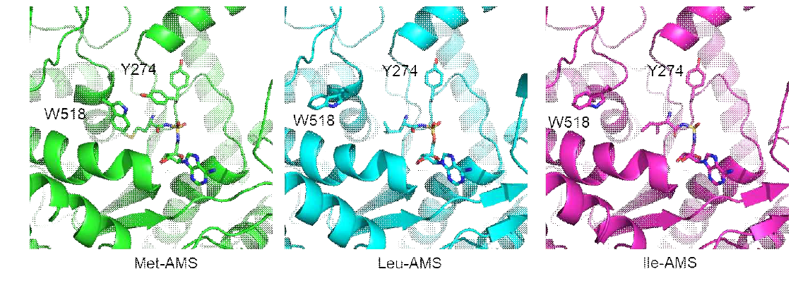 MRS의 active site에 결합된 Met-AMS (왼쪽)과 Leu-AMS (중간), Ile-AMS (오른쪽)