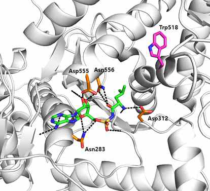 MRS-Leu-AMS 복합체의 active site. Leu-AMS가 결합된 부위에서 amino acid moiety가 위치한 pocket에 W518의 indole ringdl rotation되지 않았다