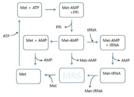 MRS가 methionine과 tRNA를 연결하는 과정에서 활성부위에 결합하고 방출되고 기질과 산물의 가능한 경로