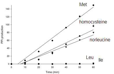 MRS의 기질 특이성. Methionine을 비롯하여 homocysteine과 norleucine에 대한 활성은 있으나 branched amino acid인 leucine과 isoleucine에 대한 활성은 없다