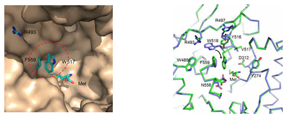 Methionine 결합에 따른 MRS 구조 변화. Methionine이 결합되지 않은 MRS 구조 (파란색)에 methionine이 결합된 MRS 구조 (녹색)을 superimposition하였다. Methionine이 결합된 active site 부분의 폴리펩티드 체인을 리본으로 표시하고 주요 잔기의 side chain과 methionine은 stick으로 표시하였다. W518의 side chain의 위치 변화를 화살표로 표시하였다