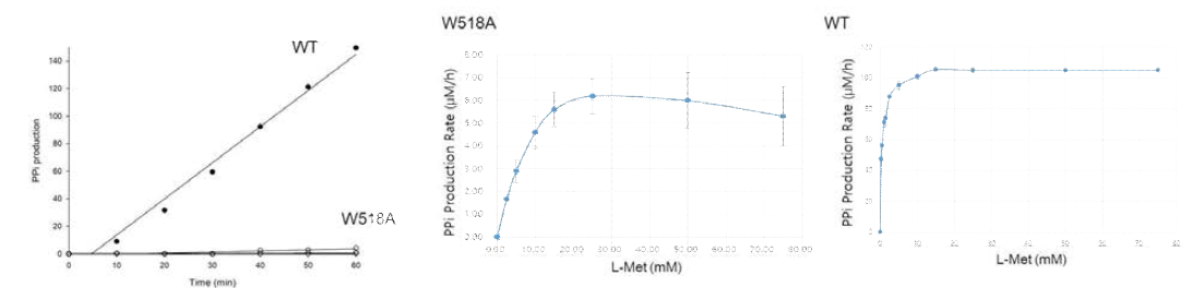 MRS W518A의 활성. Wild type과 기본 조건에서 비교 (왼쪽), methionine 농도에 따른 W518A mutant의 활성 (중간), methionine 농도에 따른 wild type의 활성 (오른쪽)