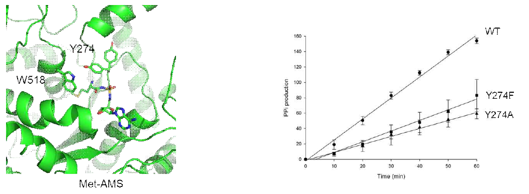 Y274의 기능. (왼쪽) Met-AMS의 결합으로 side chain의 rotation이 확인됨. (오른쪽) wild type에 비해 Y274 돌연변이는 활성이 낮다