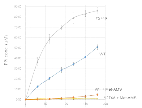 Met-AMS에 의한 MRS의 활성 저해에 대한 Y274의 효과. Wild type 보다 높은 Y274A의 활성은 Met-AMS에 의해 wild type 보다 낮은 활성으로 저해된다