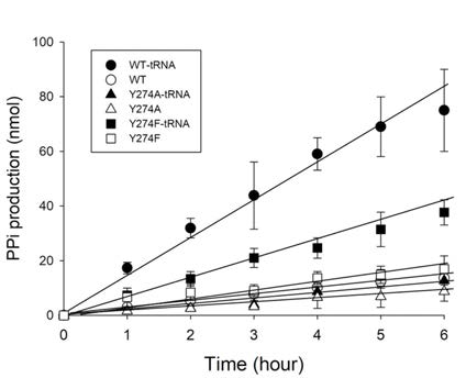 tRNA에 의한 MRS의 turnover rate 증가. Wild type의 활성은 tRNA 존재하에 크게 증가하나 Y274A 돌연변이는 증가하지 않았다. Y274F 돌연변이는 약간 증가하였다