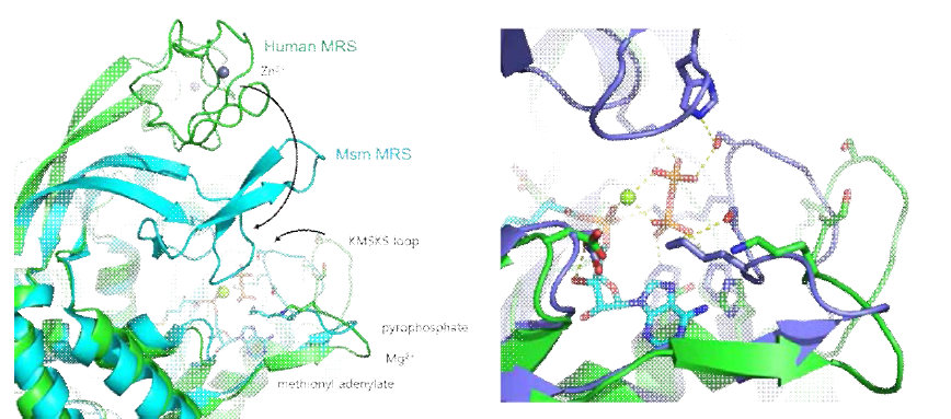 MRS-methionyl adenylate-PPi complex 모델. Leishmania major MRS의 복합체 구조와 비교하여 zinc knuckle (왼쪽)과 KMSKS loop (오른쪽)의 위치 이동이 관측된다