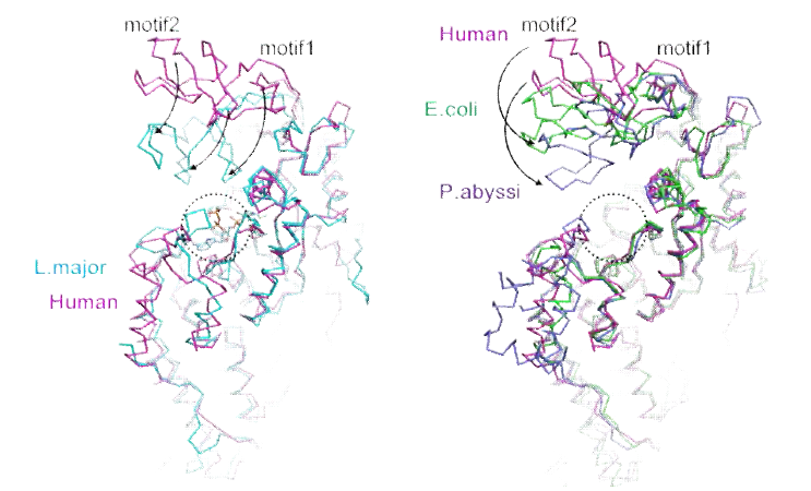 Zinc knucle의 위치 비교. (왼쪽) human과 Leishmania MRS의 비교, (오른쪽) human 과 Escherichia와 Pyrococcus MRS의 비교