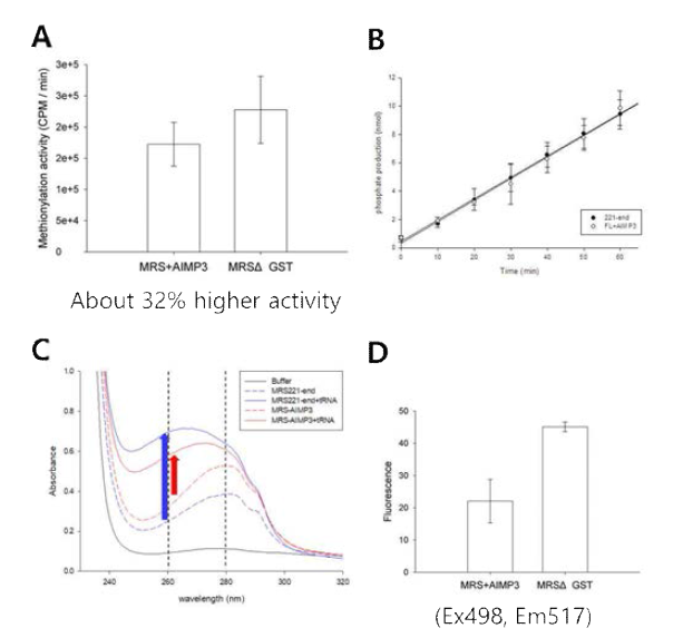 N-말단 GST 도메인의 제거에 의한 tRNA 결합 능력 변화. (A) tRNA charging 활성, (B) amino acid activation 활성, (C) tRNA pull-down asssay, (D) 형광 labelled tRNA의 결합