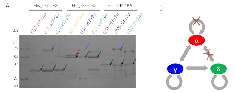 human eEF1B 세 subunit의 상호작용. (A) His-tag를 이용한 pull down과 (B) 상호작용 diagram