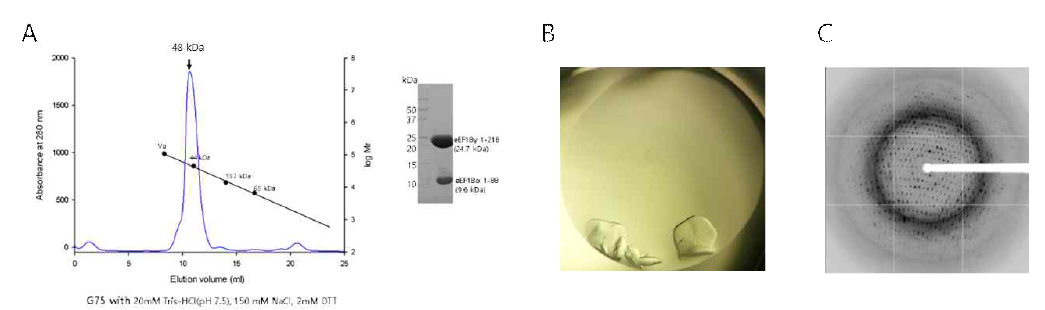 eEF1Bα88-eEF1Bγ218 complex. (A) Gel filtration에서 complex는 2:2 complex 크기 로 용출됨. eEF1Bα88-eEF1Bγ218 complex의 결정체 (B)와 X-선 회절 이미지 (C)