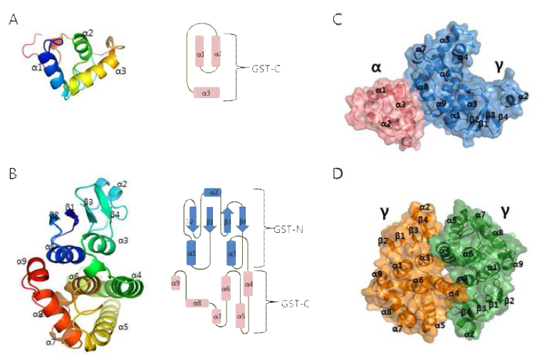 eEF1Bα88-eEF1Bγ218 structure. eEF1Bα88 (A)와 eEF1Bγ218 (B)의 ribbon diagram (왼쪽)과 topology diagram (오른쪽). (C)eEF1Bα88-eEF1Bγ218 complex (D) eEF1Bγ 218 homodimer의 structure