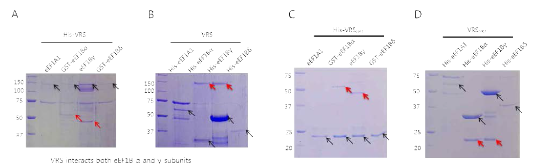 VRS와 elongation factor와의 상호작용. VRS(A)와 VRS GST 도메인(C)으로 eEF1A와 eEF1Bα, eEF1Bγ, eEF1Bδ를, elongation factor로 VRS (B)와 VRS GST 도메인 (D)를 pull down