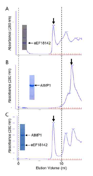 AIMP1과 eEF1Bδ142의 Superdex G-200 elution profile. (A) eEF1Bδ142는 void volume에서 용출되었다. (B) AIMP1는 약 174 kDa 크기의 위치에서 용출되었다, (C) eEF1Bδ142와 AIMP1. 두 단백질 모두 void volume에서 용출되었다. 174 kDa 크기 부근에서는 AIMP1이 용출되지 않았다