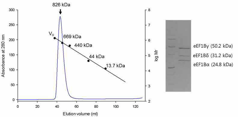 eEF1B complex. 정제된 eEF1B complex의 세 개의 소단위, eEF1Bα와 eEF1Bγ, eEF1Bδ는 gel filtration 상에서 하나의 peak로 용출되었다. 용출된 단백질은 SDS-PAGE에서 세 소단위가 확인되었다