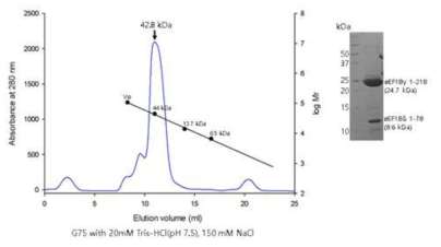 Human eEF1Bγ218-eEF1Bδ78 complex. Ni-NTA column을 통하여 획득한 eEF1Bγ 218과 eEF1Bδ78을 Superdex G-75 gel filtration chromatography를 실시하였다. 용출된 peak fraction을 15% SDS-PAGE로 확인하였다