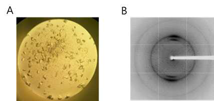 Human eEF1Bγ218-eEF1Bδ78 complex의 crystal. (A) eEF1Bγ218-eEF1Bδ78 crystal at the condition of 25% SOKALAN CP7, 0.1 M KCl, 0.1 M HEPES, pH 7.0. 조건에서 생성되었다. (B) eEF1Bγ218-eEF1Bδ78 crystal의 x-선 diffraction