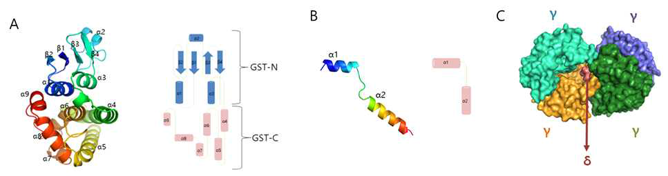 Human eEF1Bγ218-eEF1Bδ78의 구조. (A) eEF1Bγ218 GST-도메인의 리본 그림 (왼쪽)과 topology diagram (오른쪽), topology diagram 에서 GST-N subdomain은 파란색, GST-C subdomain은 빨간색으로 표시하였다. (B) eEF1Bδ78의 리본 그림 (왼쪽)과 topology diagram (오른쪽). 리본 그림은 N-말단에서 C-말단을 파란색에서 붉은 색의 무지개 색으로 표현하였다. (C) eEF1Bγ218-eEF1Bδ78 복합체. 가운데 eEF1Bδ78를 중심으로 4개의 다른색으로 표시한 eEF1Bγ218가 둘러싸고 있다