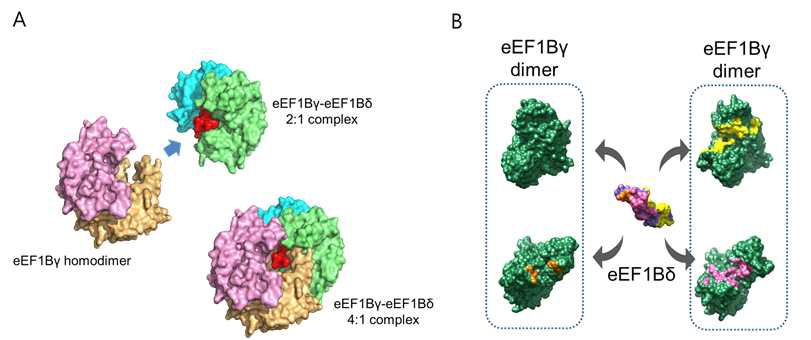 Human eEF1Bγ218와 eEF1Bδ78의 결합 구조. (A) 2분자의 eEF1Bγ218 (하늘색과 녹색)로 구성된 homodimer와 1분자의 eEF1Bδ78 (붉은색)가 결합된 형태에 또 다른 eEF1B γ218 homodimer (분홍색과 갈색)이 경결합하여 4:1 복합체를 형성한다. (B) 두 개의 α-helix 로 구성된 eEF1Bδ78의 N-말단에 결합한 4개의 eEF1Bγ218의 결합 표면을 각각 다른 색으로 표시하였다. eEF1Bγ218와 eEF1Bδ78는 표면구조 그림이다