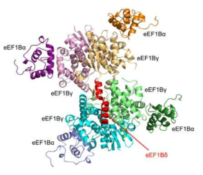 Human eEF1Bα88-eEF1Bγ218-eEF1Bδ78 complex의 구조 모델. 가운데 eEF1Bδ 78 (붉은색)을 중심으로 4개의 eEF1Bγ218 (분홍색, 갈색, 하늘색, 녹색)가 위치하고 각 eEF1Bγ218의 GST-C 도메인쪽에 eEF1Bα88 (자주색, 오렌지색, 파란색, 짙은 녹색)이 배열된다