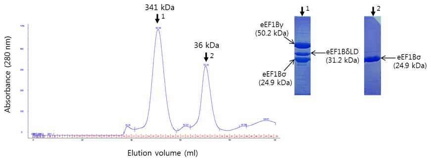 eEF1Bδ의 leucine zipper에 돌연변이를 도입한 eEF1B complex. L94D, L108D double mutation을 갖는 eEF1Bδ와 eEF1Bγ 그리고 eEF1Bγ의 모든 자리와 결합할 수 있는 충분히 양의 eEF1Bα를 포함한 eEF1B complex의 Sephacryl S300을 이용한 gel filtration chromatography. 341 kDa 크기의 위치에서 용출되는 eEF1B complex (1)와 36 kDa 크기의 위치에서 용출되는 여분의 eEF1Bα (2)를 SDS-PAGE로 확인하였다