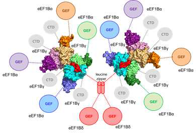 Human eEF1B complex의 구조 모델. Crystal structure로 규명된 eEF1Bα88-eEF1B γ218와 eEF1Bγ218-eEF1Bδ78로 만들어진 eEF1Bα88-eEF1Bγ218-eEF1Bδ78 core complex 두 개가 eEF1Bδ의 leucine zipper에 의해 dimer로 연결되고 eEF1Bα와 eEF1Bγ, eEF1Bδ의 C-말단 도메인은 각 소단위의 flexible한 peptide 부분에 의해 연결된다